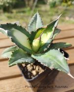 Agave Titanota Solar Eclipse