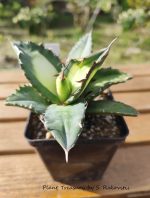 Agave Titanota Solar Eclipse - Image 2