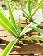 Agave Angustifolia Var. Marginata - Image 2