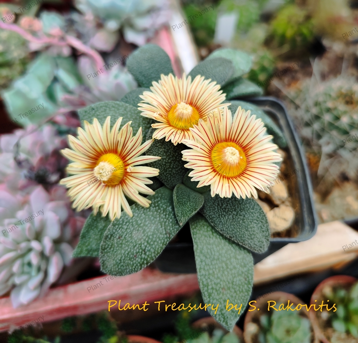 Screenshot_2025-01-04-16-24-24-937_com.origa.salt-edit Nananthus Vittatus - Image 1