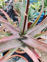 Aloe Spicata - Image 2