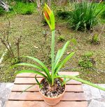 Hippeastrum Aulicum - Image 7