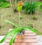 Hippeastrum Aulicum - Image 6