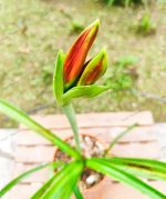 Hippeastrum Aulicum - Image 5