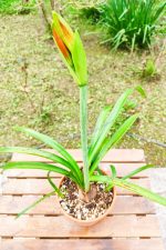 Hippeastrum Aulicum - Image 4
