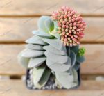 Crassula Morgan's Beauty - Image 3