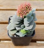 Crassula Morgan's Beauty
