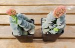 Crassula Morgan's Beauty - Image 2