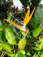 Strelitzia Reginae (Bird of Paradise) - Image 3