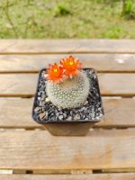 Notocactus Haselbergii - Image 2