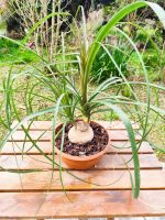 Beaucarnea