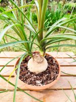 Beaucarnea - Image 2