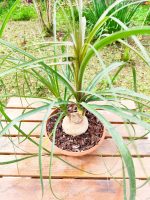 Beaucarnea - Image 3