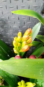 Clivia Miniata - Image 6