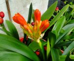 Clivia Miniata - Image 7