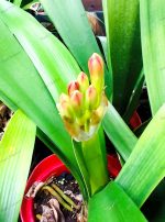Clivia Miniata - Image 8