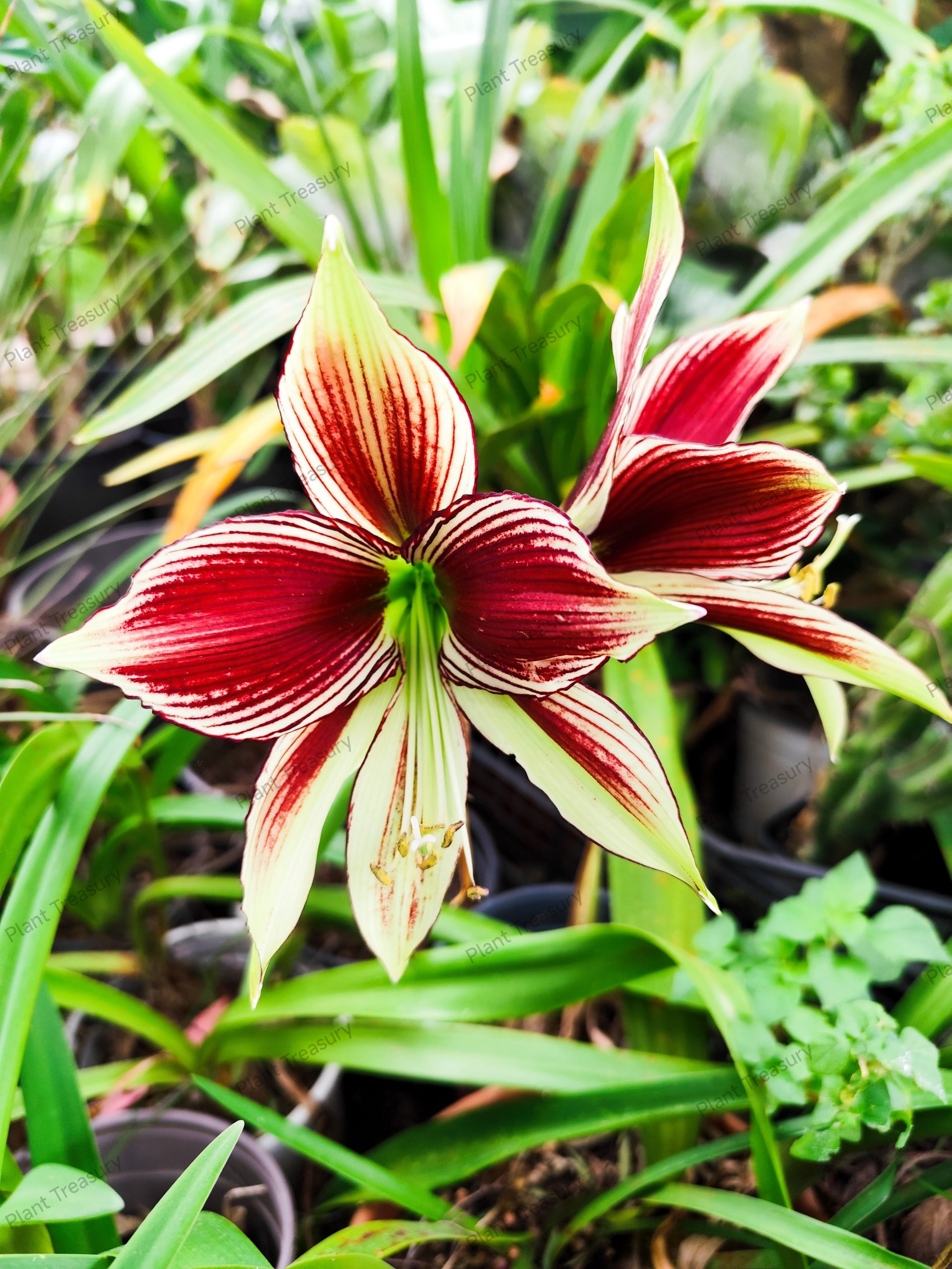 IMG_20250316_200007 Hippeastrum Papilio - Image 1