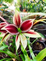 Hippeastrum Papilio - Image 2