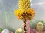 Aloe Spicata - Image 3