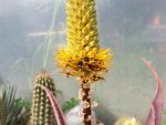 Aloe Spicata - Image 4