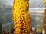 Aloe Betsileensis - Image 3