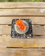 Notocactus Haselbergii - Image 3