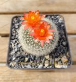 Notocactus Haselbergii - Image 4