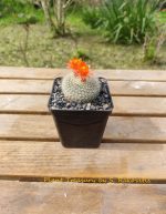 Notocactus Haselbergii - Image 5