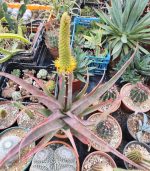 Aloe Spicata
