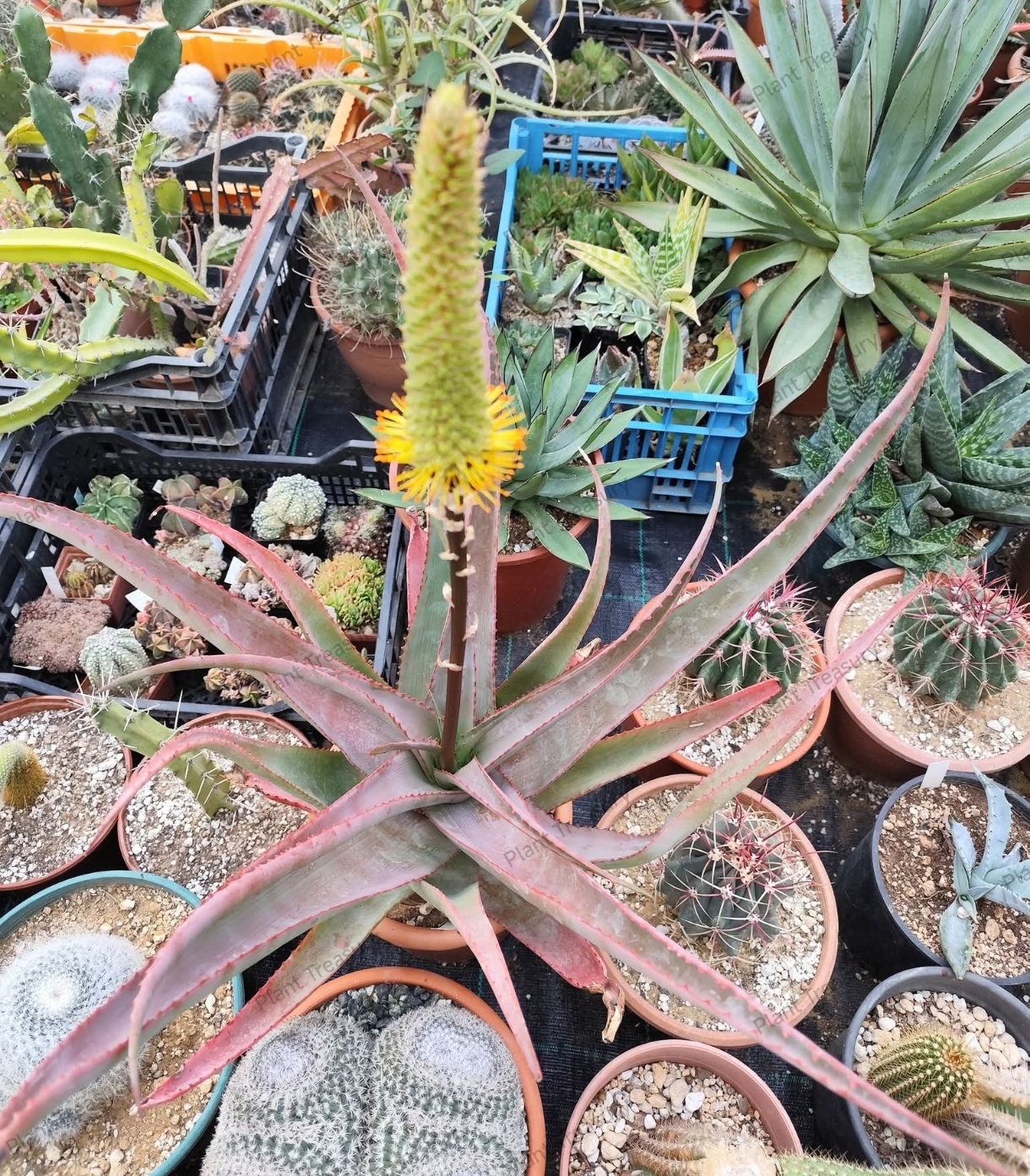 Screenshot_2025-03-11-21-36-37-549_com.facebook.katana-edit Aloe Spicata - Image 1
