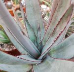 Aloe Betsileensis - Image 2