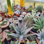 Aloe Betsileensis