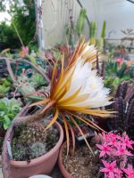 Selenicereus Grandiflorus - Image 2