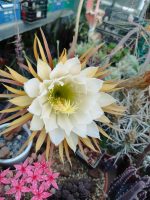 Selenicereus Grandiflorus - Image 3