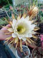 Selenicereus Grandiflorus - Image 4