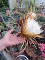 Selenicereus Grandiflorus - Image 5