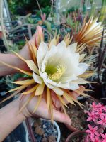 Selenicereus Grandiflorus - Image 6