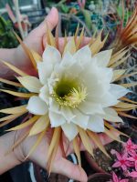 Selenicereus Grandiflorus