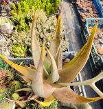 Aloe Lavranosii - Image 2