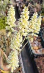 Aloe Lavranosii - Image 4