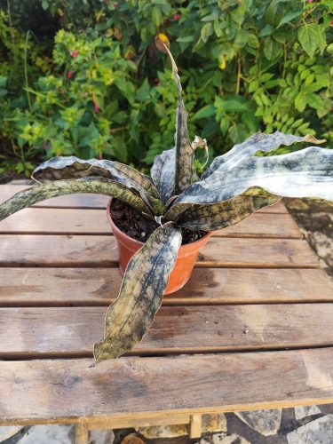IMG 20251101 142954