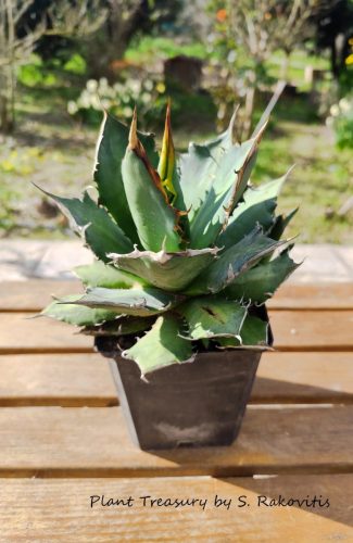 titanota oteroi