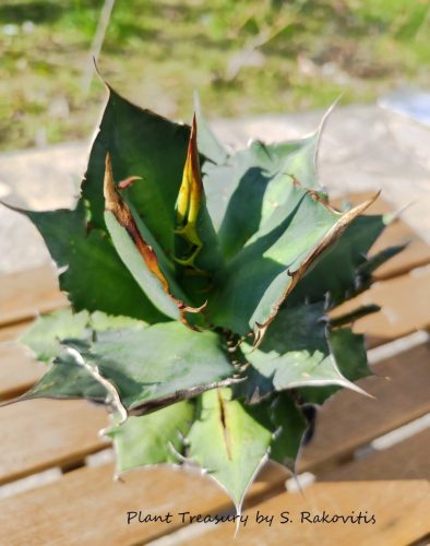 titanota oteroi