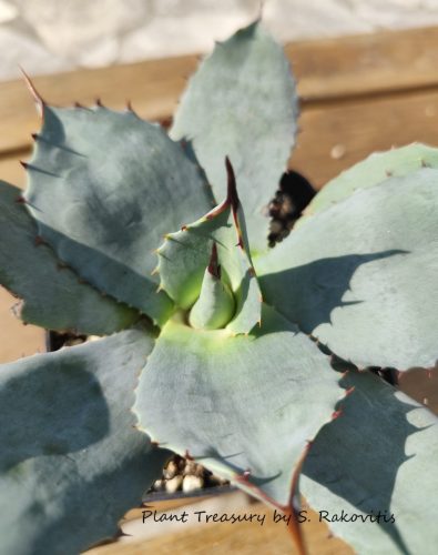 parryi var. truncata