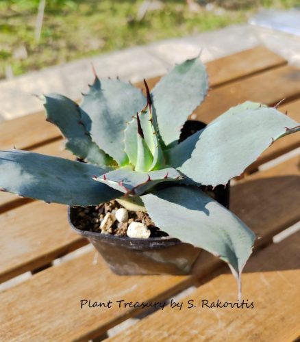 parryi var. truncata