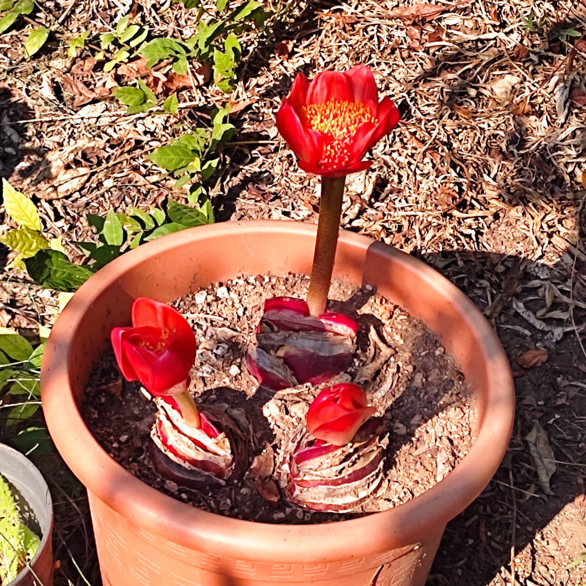Haemanthus Coccineus - Plant Treasury