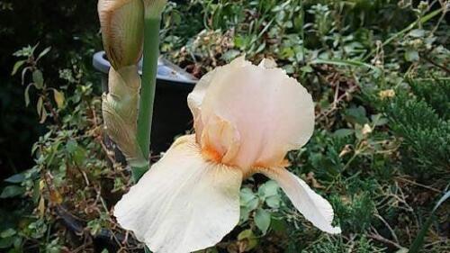 271816104 477134980678853 8899490689677720326 n