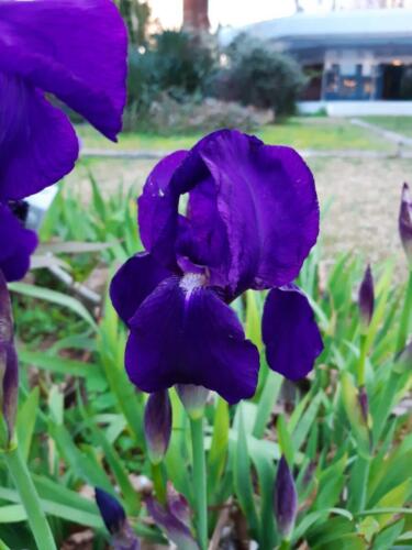 IMG-6008613c93d967b2a254945223b684ff-V