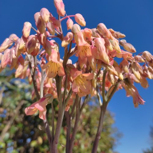 Άνθος της Kalanchoe Pink Butterfly