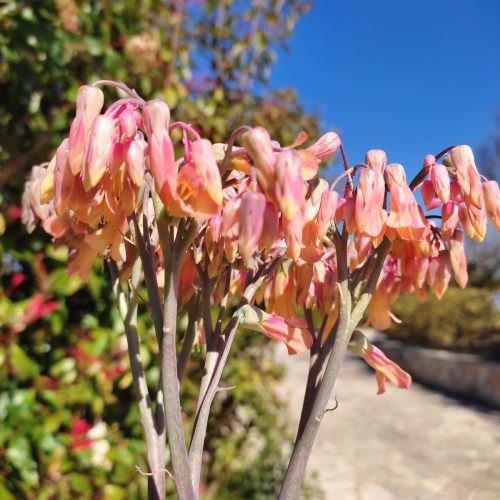Άνθος της Kalanchoe Pink Butterfly